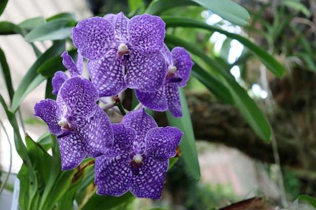 Purple Swallowtail Orchid Strap Leaf Vanda Orchid Hawaiian Starter Plant