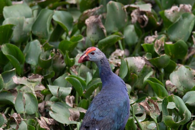 Purple Swamphen in una palude in primo piano