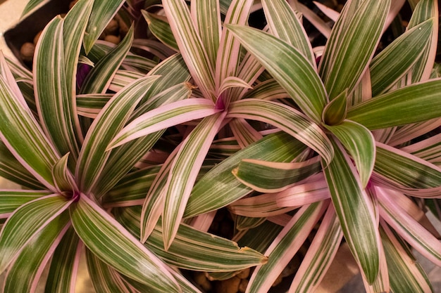 Purple Tradescantia primo piano in serra Bellissime piante d'appartamento nel giardino botanico. Foglie verdi