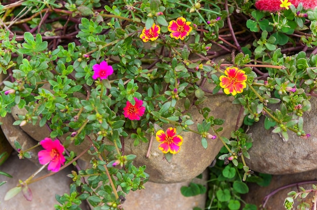 Purslane comune Verdolaga Pigweed Little Hogweed o fiore di Pusley in giardino