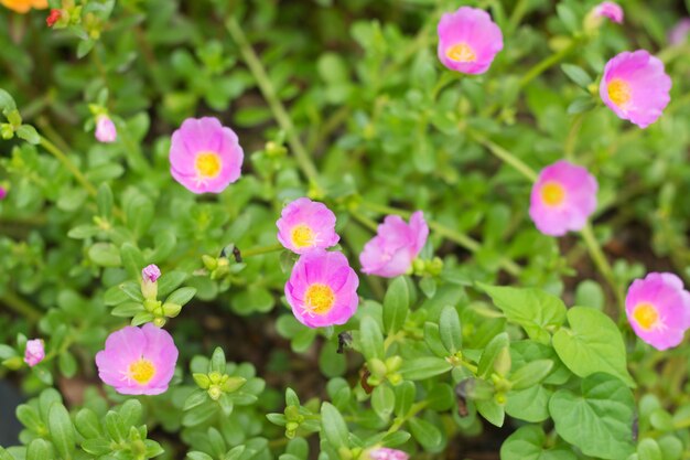 Pussley Flower o Moss Rose