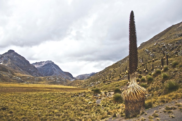 Puya Raimondii.