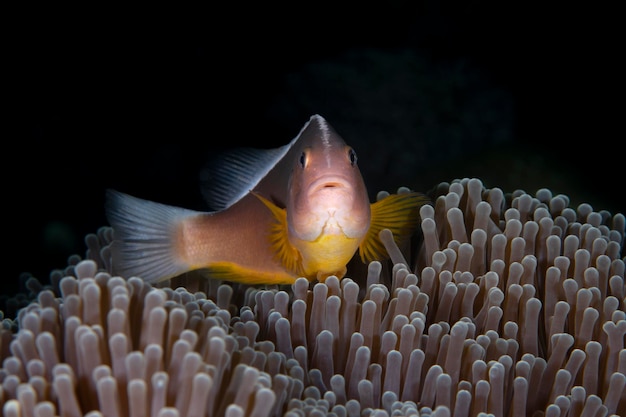 Puzzola Anemonefish - Amphiprion akallopisos. Vita marina di Bali, Indonesia.