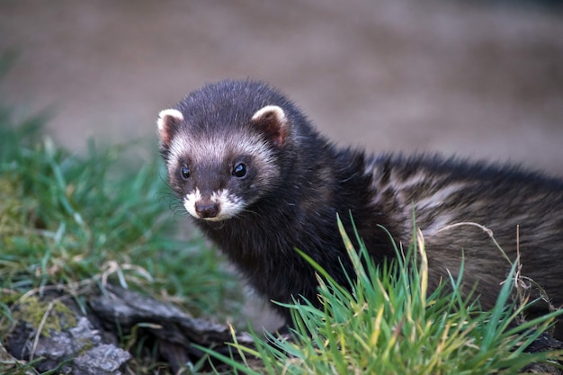 Puzzola europea (Mustela putorius)