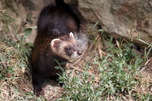 Puzzola europea Mustela putorius