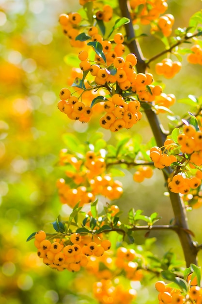 Pyracantha bacche gialle sui rami Firethorn Pyracantha coccinea bacche su sfondo sfocato