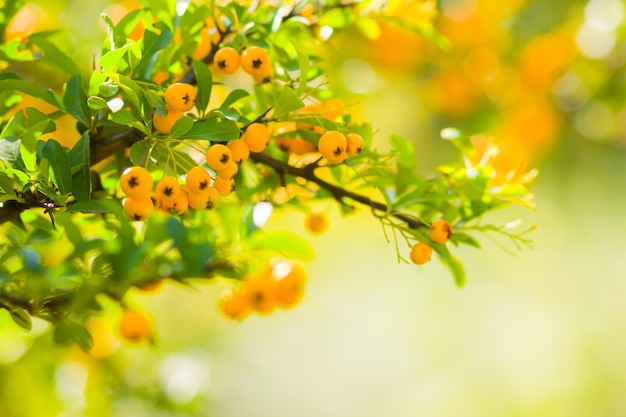 Pyracantha bacche gialle sui rami Firethorn Pyracantha coccinea bacche su sfondo sfocato