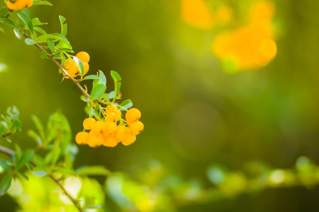 Pyracantha bacche gialle sui rami Firethorn Pyracantha coccinea bacche su sfondo sfocato