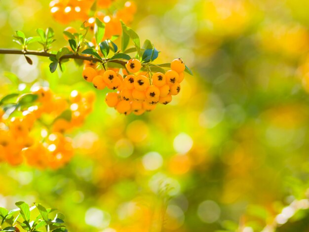 Pyracantha bacche gialle sui rami Firethorn Pyracantha coccinea bacche su sfondo sfocato