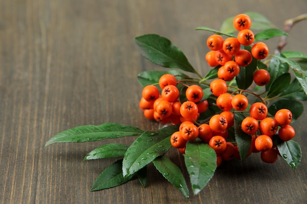 Pyracantha Firethorn bacche arancioni con foglie verdi su sfondo di legno