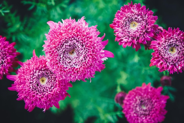 Pyrethrum hybridum flore plena rosea fiori rosa nella vista dall'alto del giardino