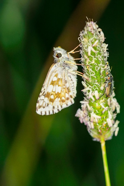 Pyrgus onopordi o il bigorniano a scacchi è della famiglia Hesperiidae