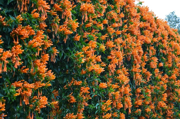 Pyrostegia venusta nel parco