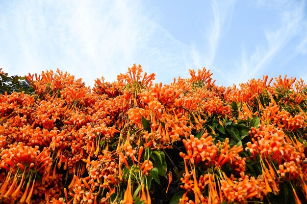 Pyrostegia venusta Tromba fiammeggiante Vite petardo Orangetrumpet Vine