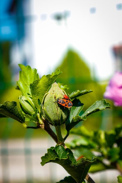 Pyrrhocoris apterus che cammina su un ramo in una giornata di sole. Insetti neri e rossi su un ramo. cimice.