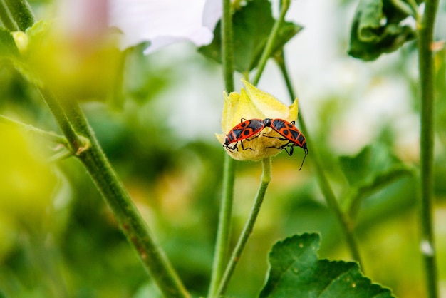 Pyrrhocoris apterus striscia su un fiore