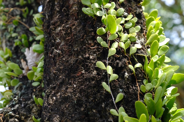 Pyrrosia piloselloides è uno dei diversi tipi di felci epifite conosciute come scaglie di drago duduitan