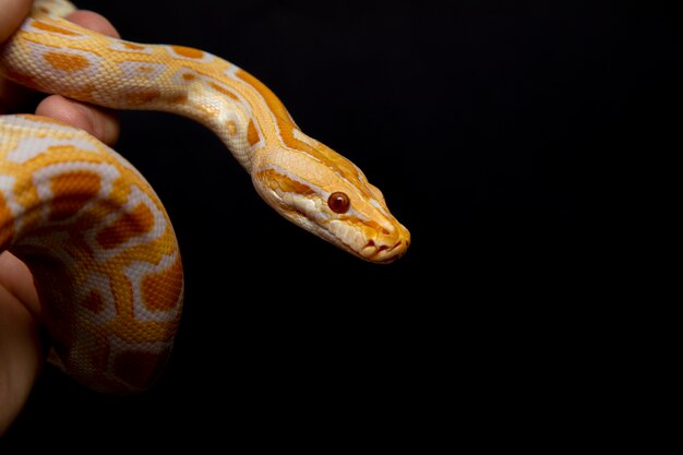 Python molurus bivitattus è una delle più grandi specie di serpenti.