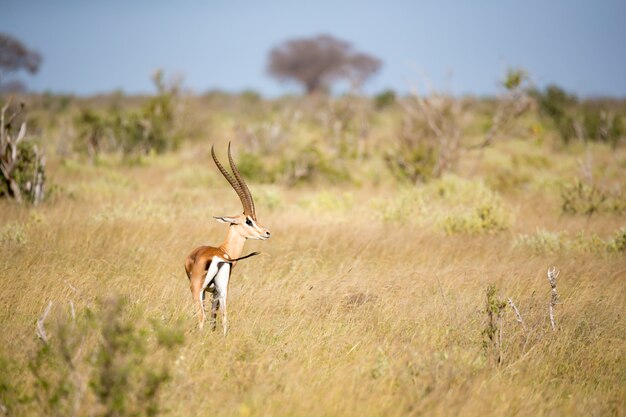 Qualche antilope nella prateria della savana