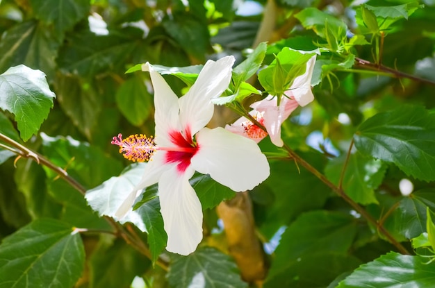 Quali fiori crescono sulle spiagge dell'Egitto