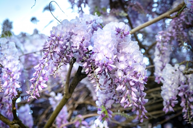 Quando la primavera arriva con il glicine