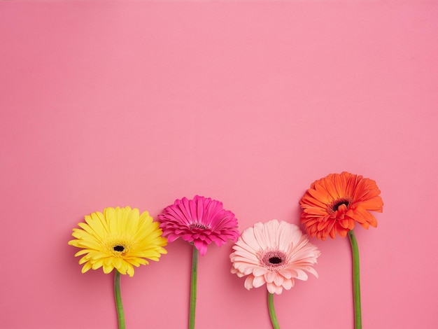 Quattro fiori di gerbera colorati giallo rosa fucsia e arancione con steli verdi Vista dall'alto su sfondo rosa con spazio per la copia