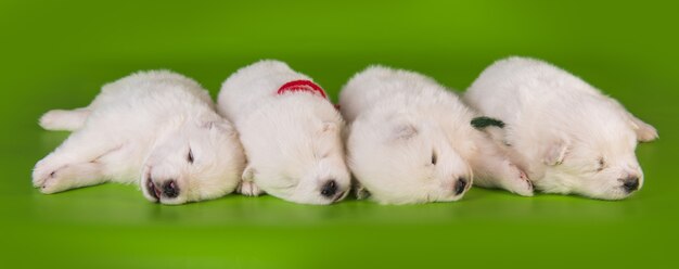 Quattro piccoli simpatici cuccioli di samoiedo bianco di un mese