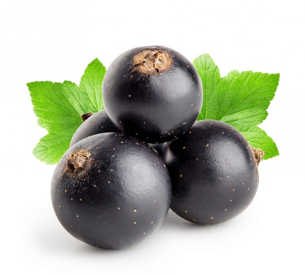 Quattro ribes nero con foglia