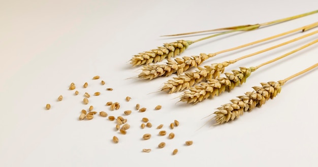 Quattro spighe di grano e chicchi di grano sparsi su uno sfondo bianco