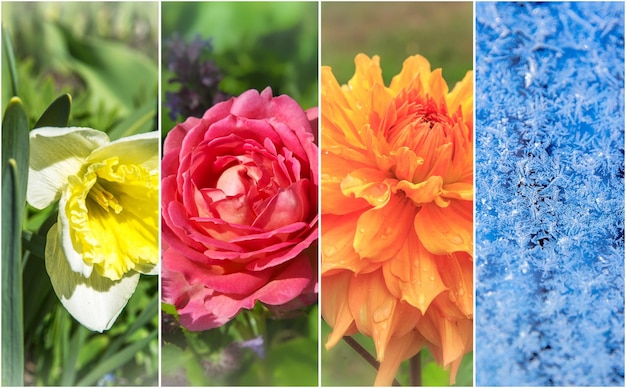 Quattro stagioni Primavera estate autunno e inverno Daffodil rosa inglese dalia congelata