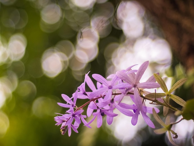 Queens Wreath Vine o Petrea volubilis fiori viola