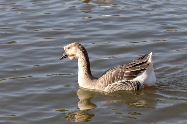 Quelle oche che nuotano al primo piano del lago