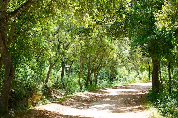 Querce della foresta di Minorca a Cala en Turqueta Ciudadela