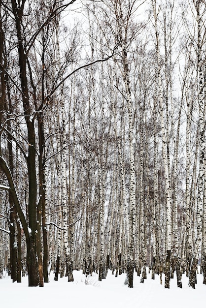 Querce nel boschetto di betulle innevato