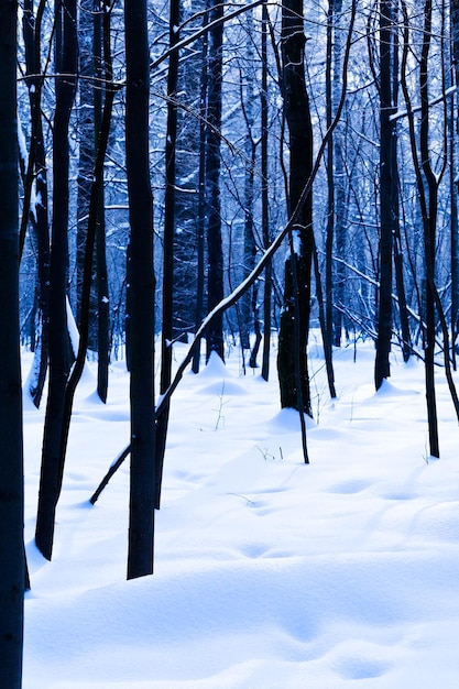 Querce scure nella fredda foresta invernale