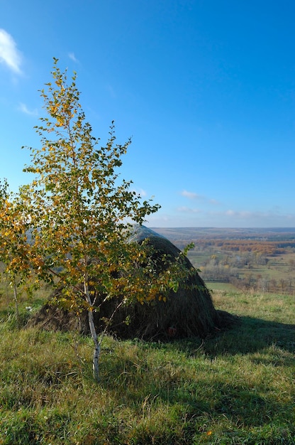 Quercia autunnale