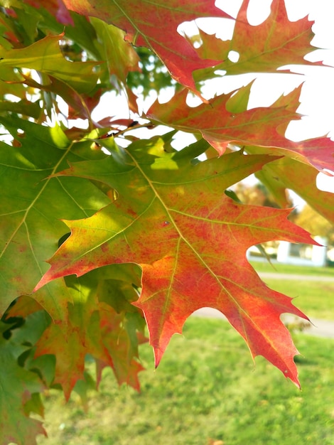 Quercia canadese con foglie autunnali arrossate nel parco