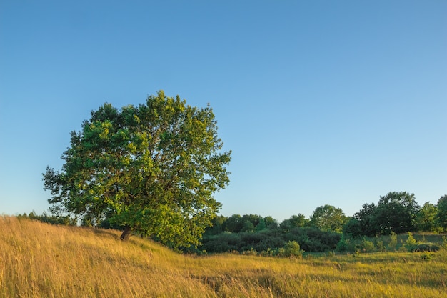 Quercia con foglie verdi tra l&#39;erba ingiallita