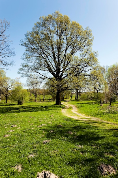 Quercia della strada sterrata