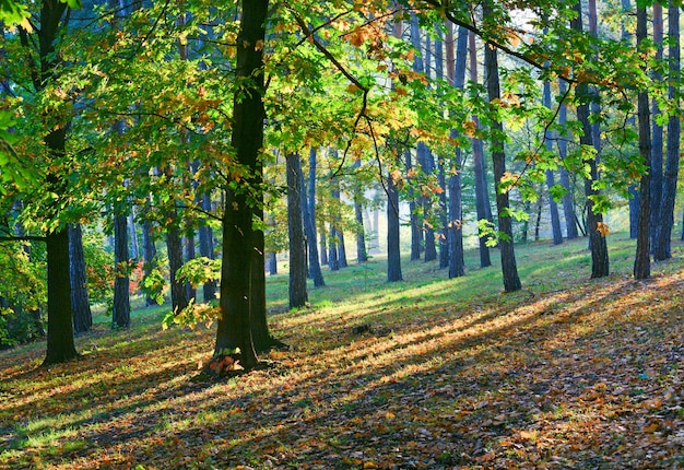 Quercia giallo-verde e raggi del sole nel parco cittadino di autunno