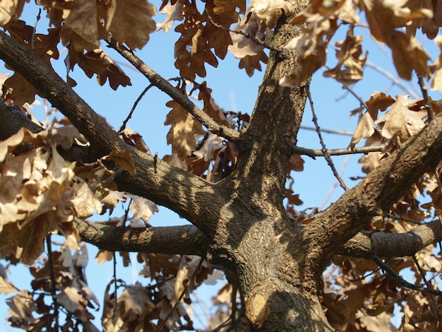 Quercia in autunno