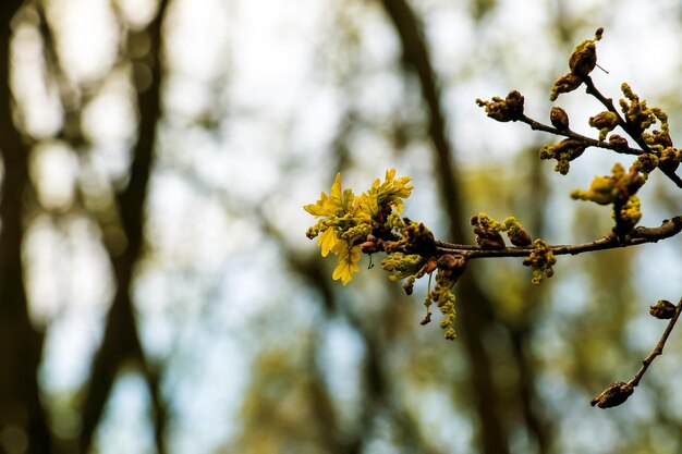 quercia sessile o Quercus petraea nuovo fogliame primaverile e gatti maschi