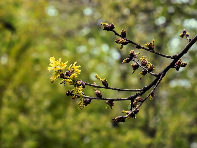 quercia sessile o Quercus petraea nuovo fogliame primaverile e gatti maschi