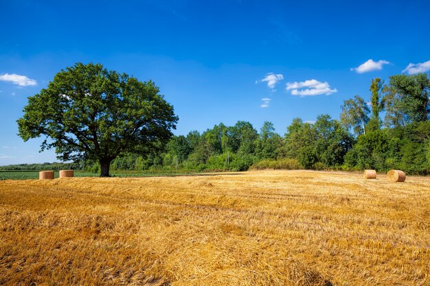 quercia verde