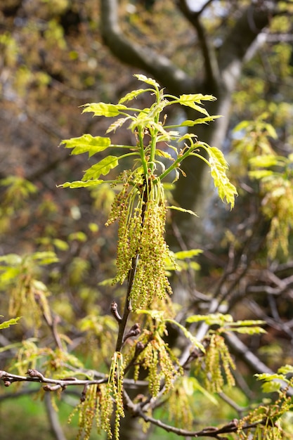 Quercus acutissima in primavera fiori di quercia piccoli fiori appesi su un ramo