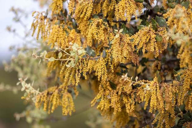 Quercus ilex. Leccio