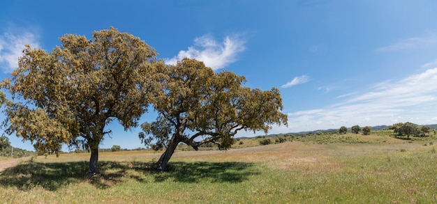 Quercus ilex tree