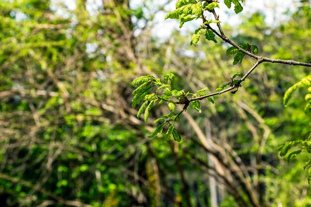 Quercus petraea in primavera Foglie di quercia primaverile Focalizzazione selettiva