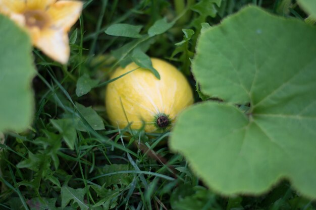 Questa è l'immagine della zucca del bambino che viene catturata dal primo piano