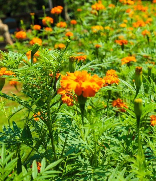 Questa è una foto della Tagetes erecta o calendula con sopra un'ape